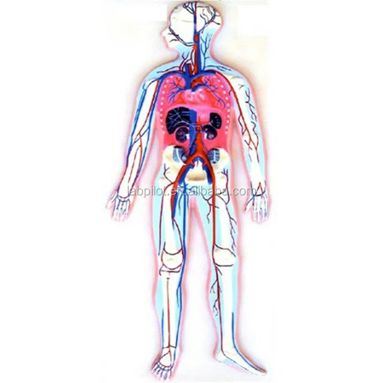 Макет кровеносной системы. Модель системы кровообращения. Макет кровеносной системы для детей. Система кровообращения человека муляж.