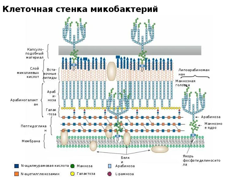 Из чего состоит стенка клетки. Клеточная стенка прокариот. Строение клеточной стенки прокариот. Функции клеточной стенки прокариот. Клеточная стенка прокариот состоит из.