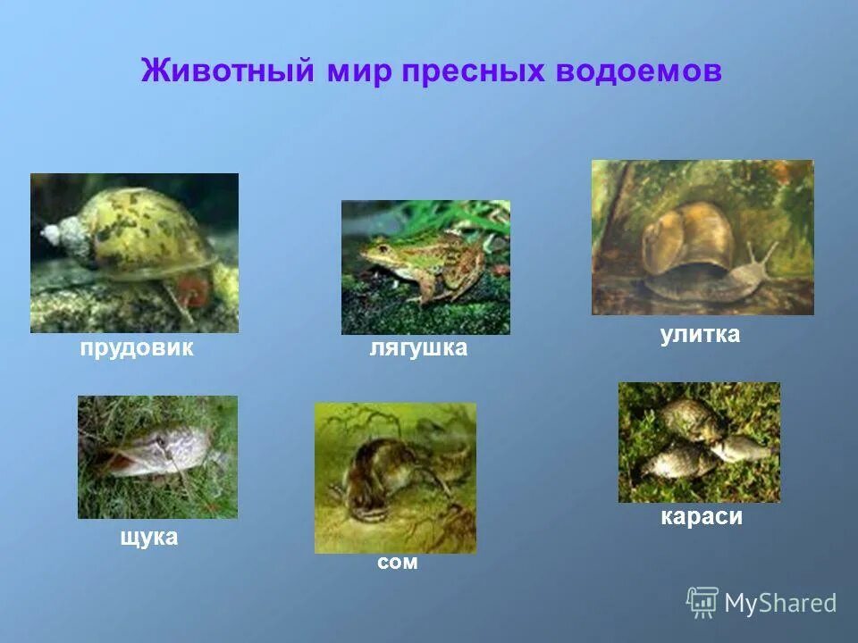 Сообщение о природных обитателях