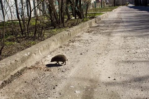 Ходит ежик без дорожек