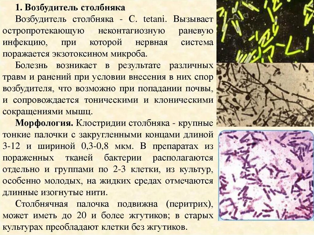 Столбняк туберкулез мозаичная болезнь табака. Клостридии возбудители столбняка. Столбнячная палочка Clostridium tetani. Столбняк морфология возбудителя.