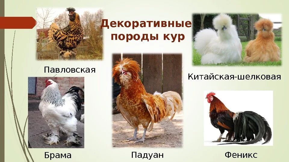 Куры разных пород. Название породистых кур. Породы домашних птиц. Породы домашних кур.