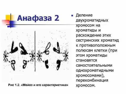 Расхождение сестринских хромосом происходит в
