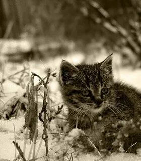 Отдали котенка плачу