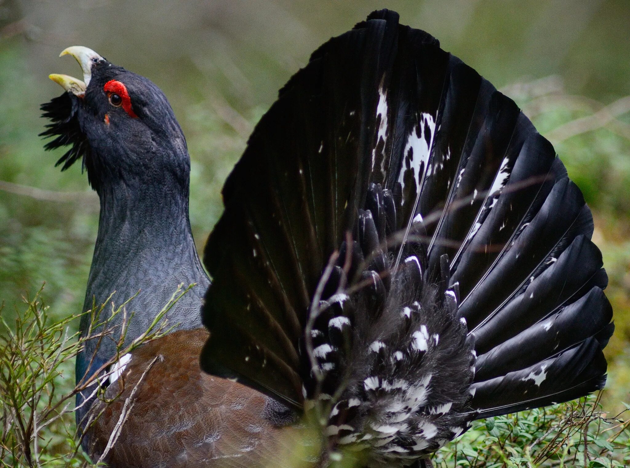 Глухарь (tetrao urogallus). Ленинградский зоопарк птицы. Глухарь глухой. Глухарь - capercaillie. Индюк.