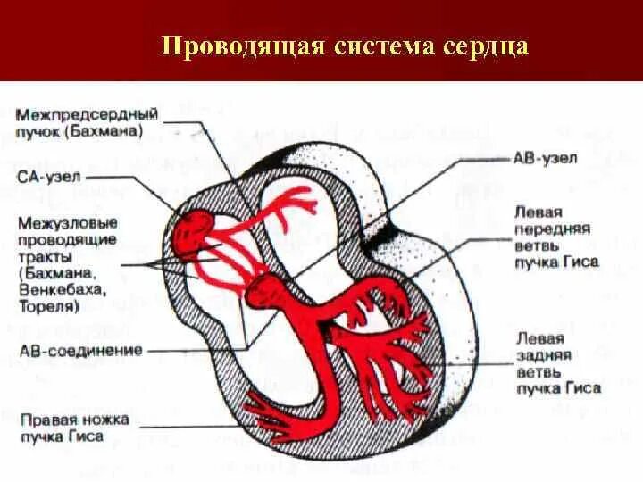 Тракты сердца. Тракты сердца