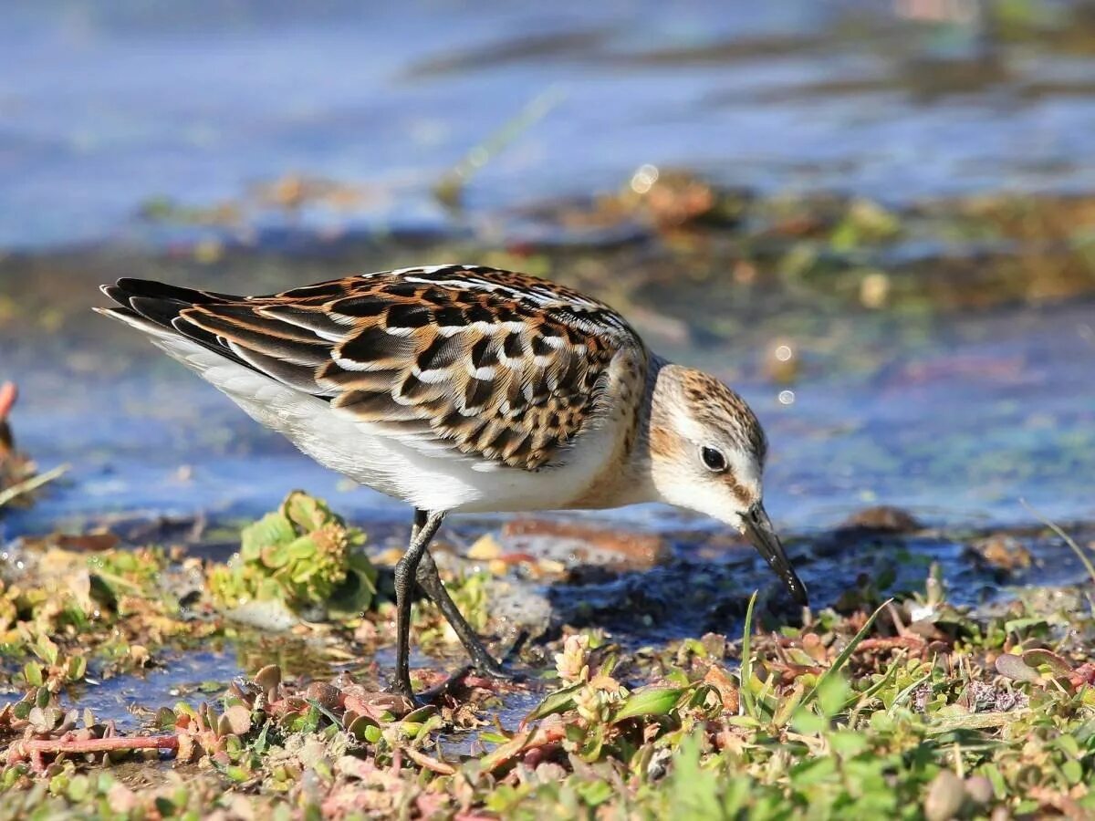 Как выглядит птица кулик. Кулик-Воробей - Calidris minuta. Кулик в тундре. Птичка Кулик болотный. Птица Кулик Северный.