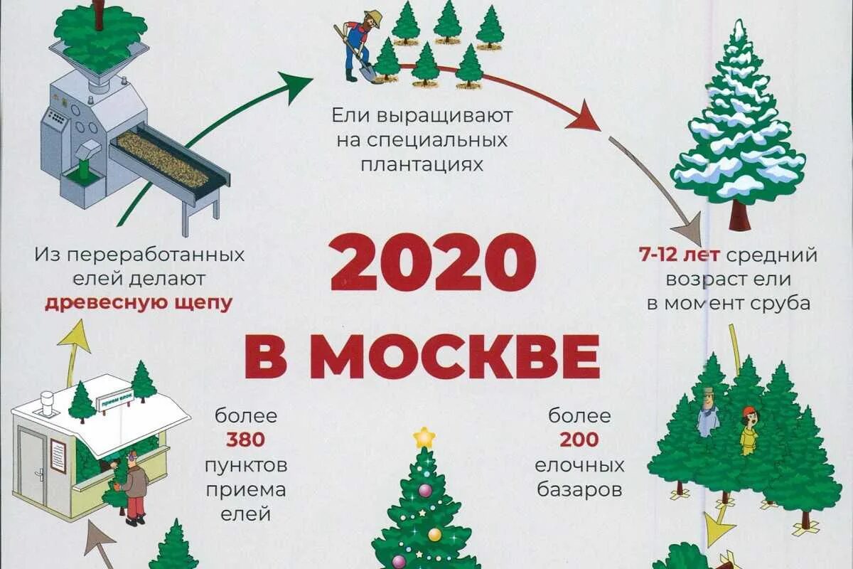Где сдать елку на утилизацию в москве
