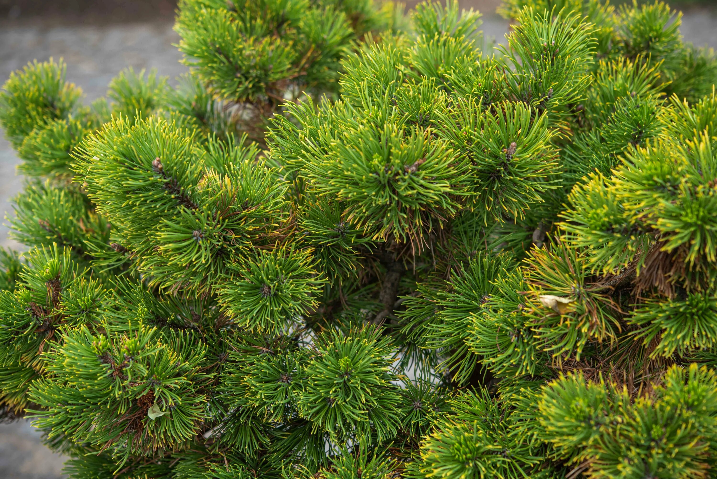 Сосна Муго Гном. Pinus mugo rysy. Pinus mugo Gerringong. Pinus mugo kouty. Карликовые хвойные