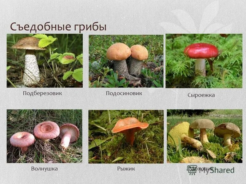 Значение грибов подосиновик. Белый гриб подосиновик подберезовик. Подосиновики подберезовики сыроежки. Подберёзовик подосиновик сыроежка. Подберезовик, подосиновик опята лисички белый гриб.