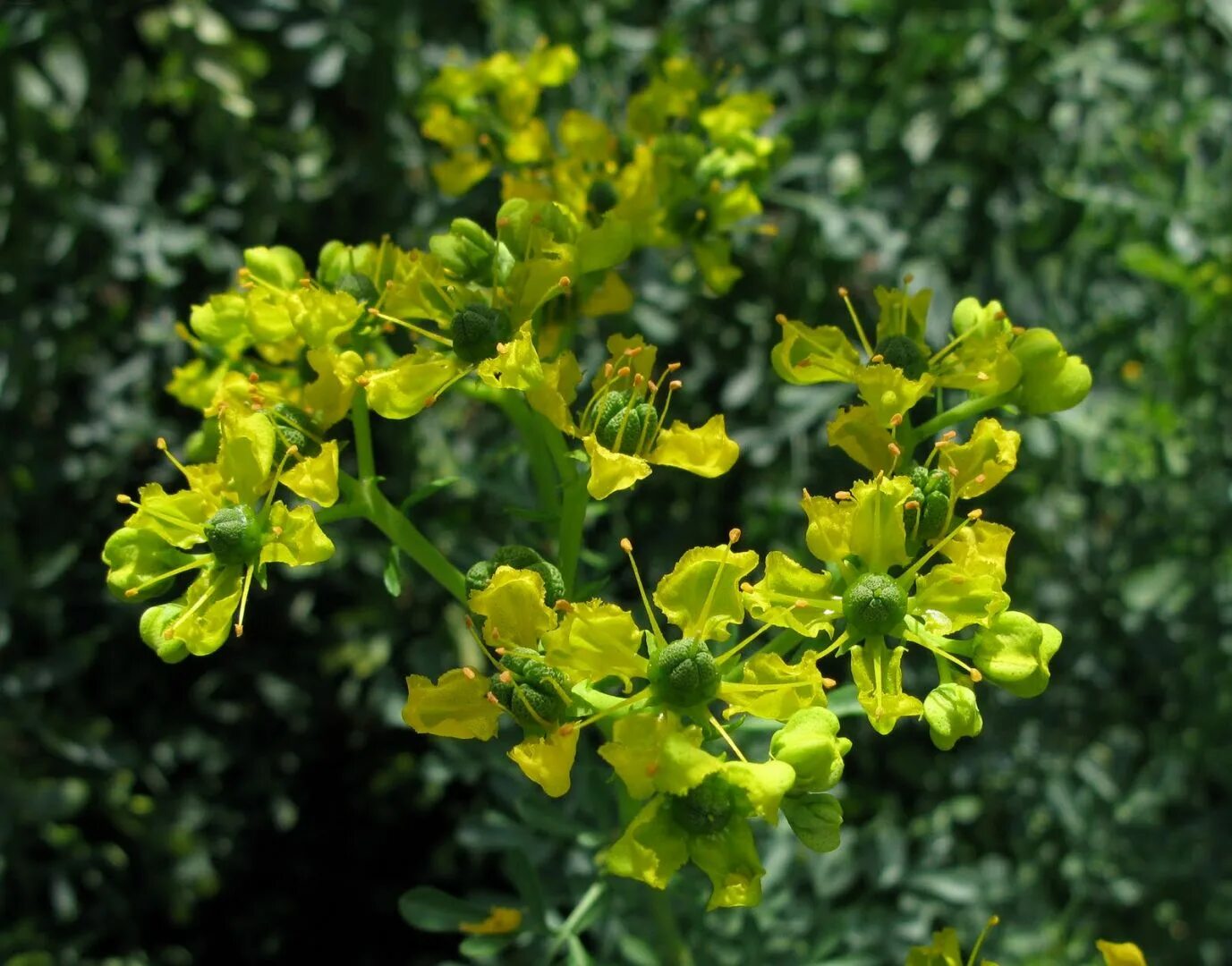 Рута душистая. Рута душистая (пахучая). Рута душистая (Ruta graveolens). Рута душистая Кружевница.