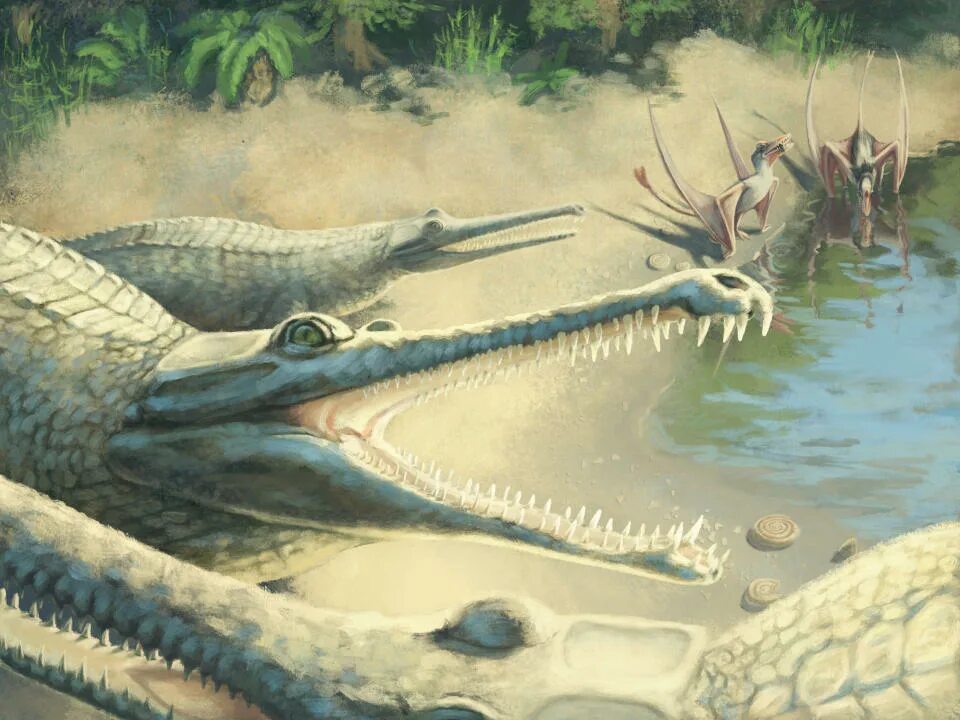Как выглядели крокодилы 100 лет назад Crocodile species. Crocodile species, Prehistoric animals, Prehistoric creatures
