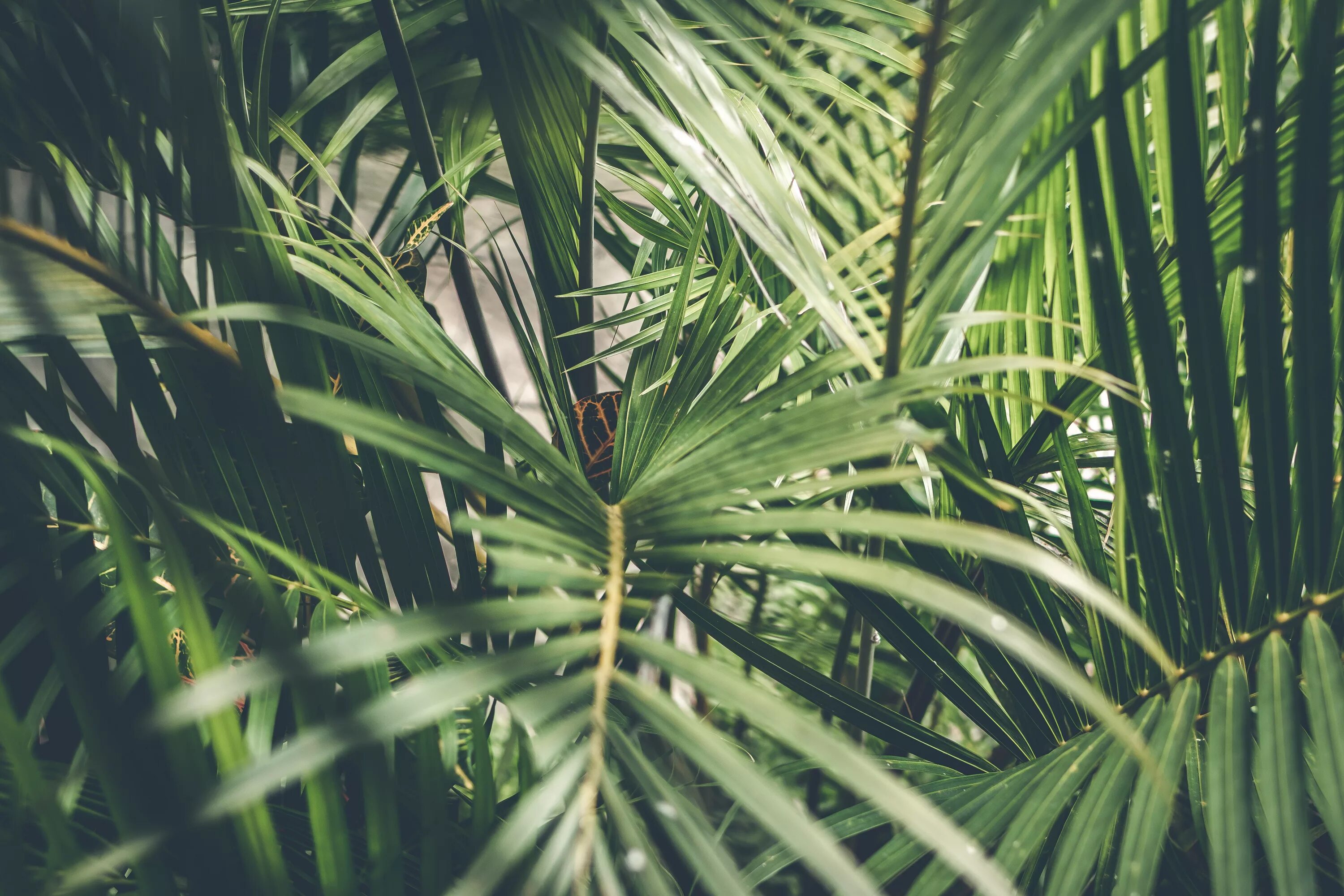 Тропические пальмовые листья фон. Хамедорея лист. Бали монстера папоротник джунгли. Хамедорея Wave.