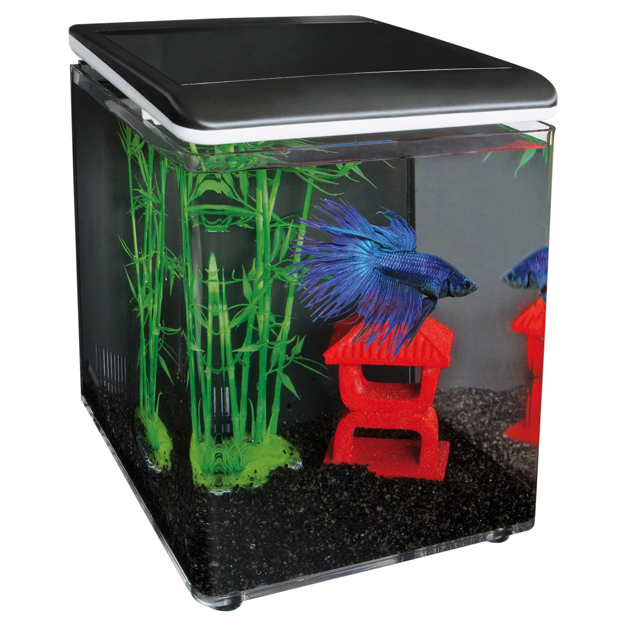 Аквариум для петушка. Нано аквариум с петушком. Aqua box betta аквариум для петушков 15х15х17 см 3л. Аквариум box betta 1. Аквариум betta.