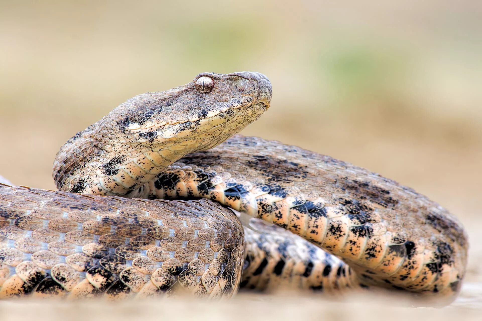 Самый опасный змей в россии. Гюрза Vipera lebetina. Ядовитая змея Гюрза. Гюрза Закавказская. Среднеазиатская гадюка.