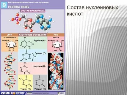 Выберите функции нуклеиновых кислот транспорт кислорода