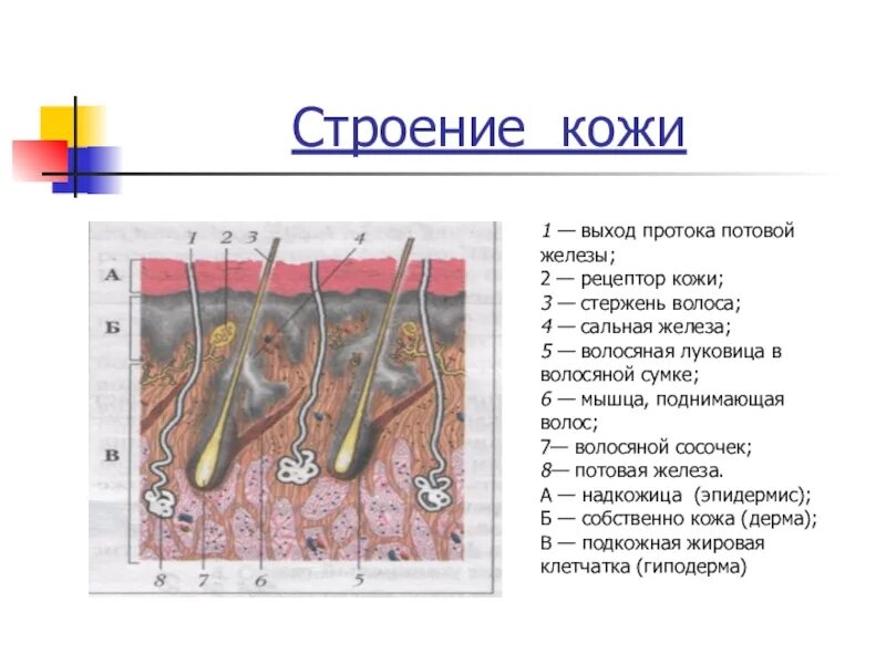 Где расположены сальные потовые железы корни волос. Строение кожи. Строение кожи и волоса. Строение потовой железы. Строение кожи 8 класс биология.