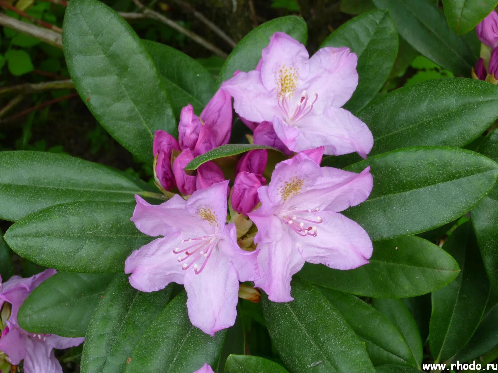 Азалия понтийская рододендрон. Рододендрон роял лилак. Рододендрон фишт. Рододендрон в абхазии в сентябре. Рододендрон оранжина.