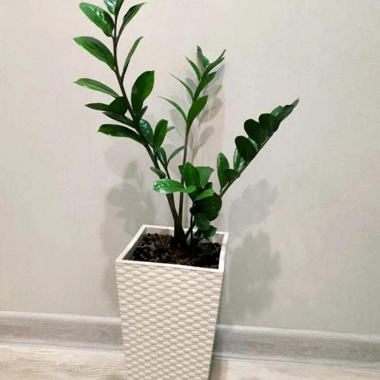 Замиокулькас цветок. Замиокулькас буавена. Замиокулькас лечуза. Суккуленты замиокулькас. Замиокулькас горшок.