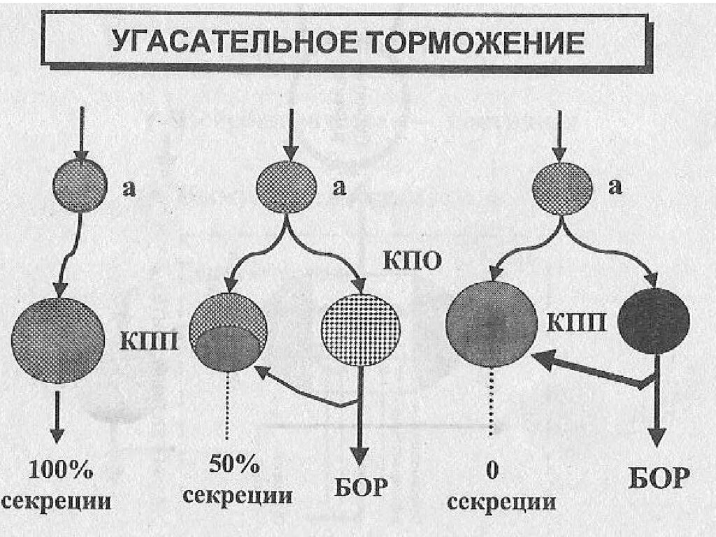 Угасательное торможение. Угасательное торможение физиология. угасательное торможение примеры. запаздывательное торможение примеры.