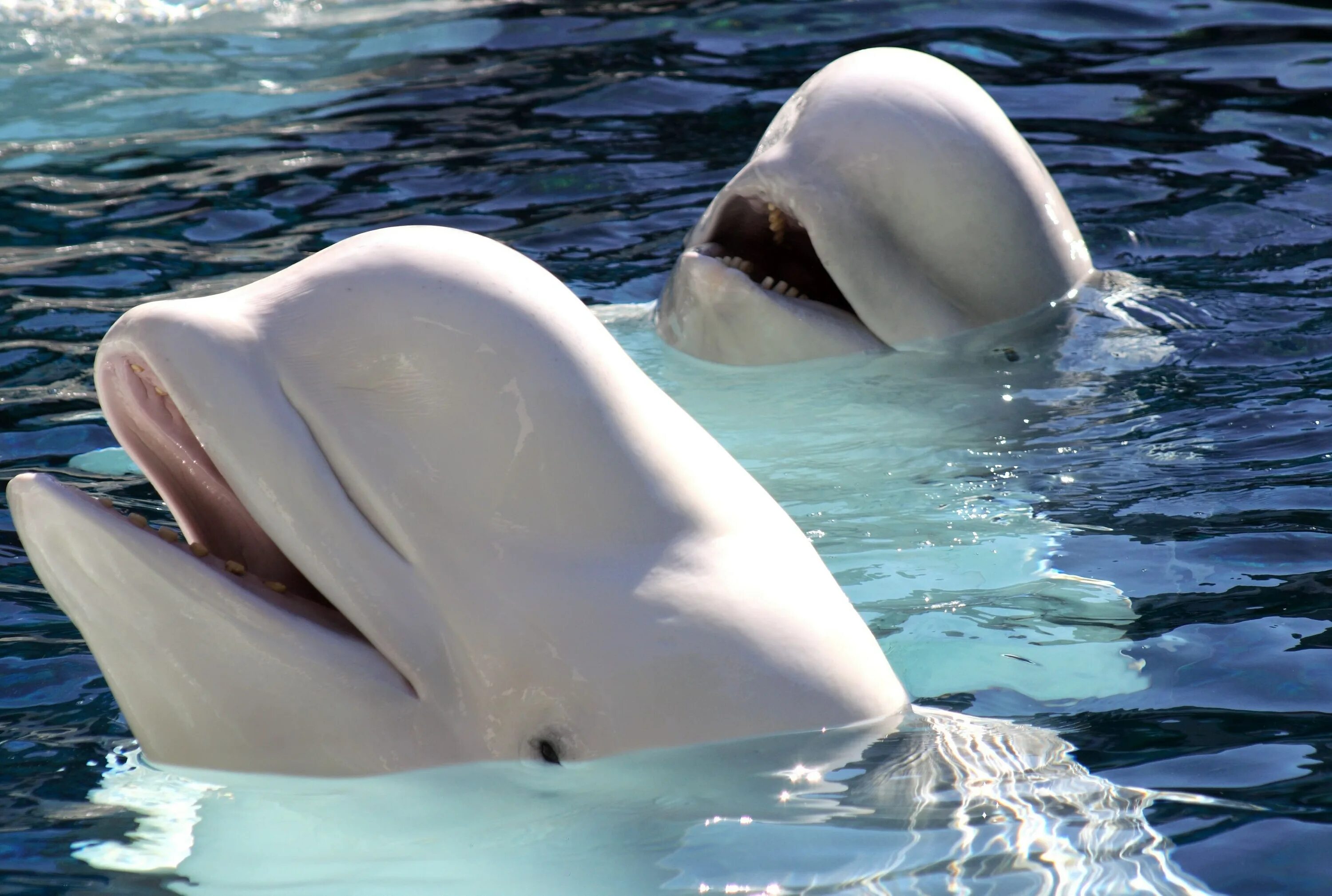 К какой группе относятся белухи. Кит Белуха. Белый кит Белуха. Морские млекопитающие Белуха. Белый Дельфин Белуха.