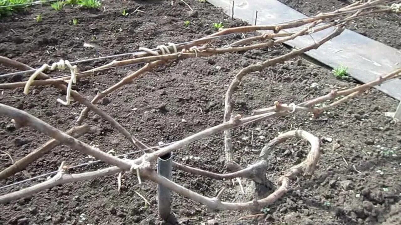 Подвязка винограда к шпалере для начинающих. Подвязка лозы винограда весной. подвязка виноградной лозы. шпалерная подвязка винограда. подвязать лозу винограда.