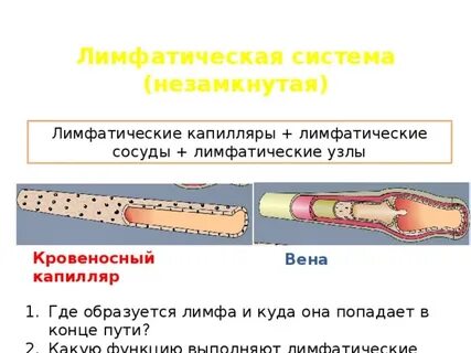 Лимфатический сосуд и вена сходство