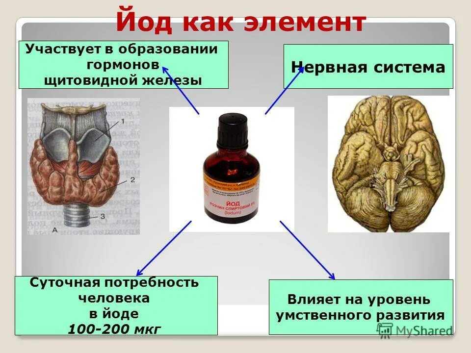 Влияние йода. Роль йода в организме человека. Содержание йода в организме человека. Значение йода в организме человека. Йод и гормоны щитовидной железы.