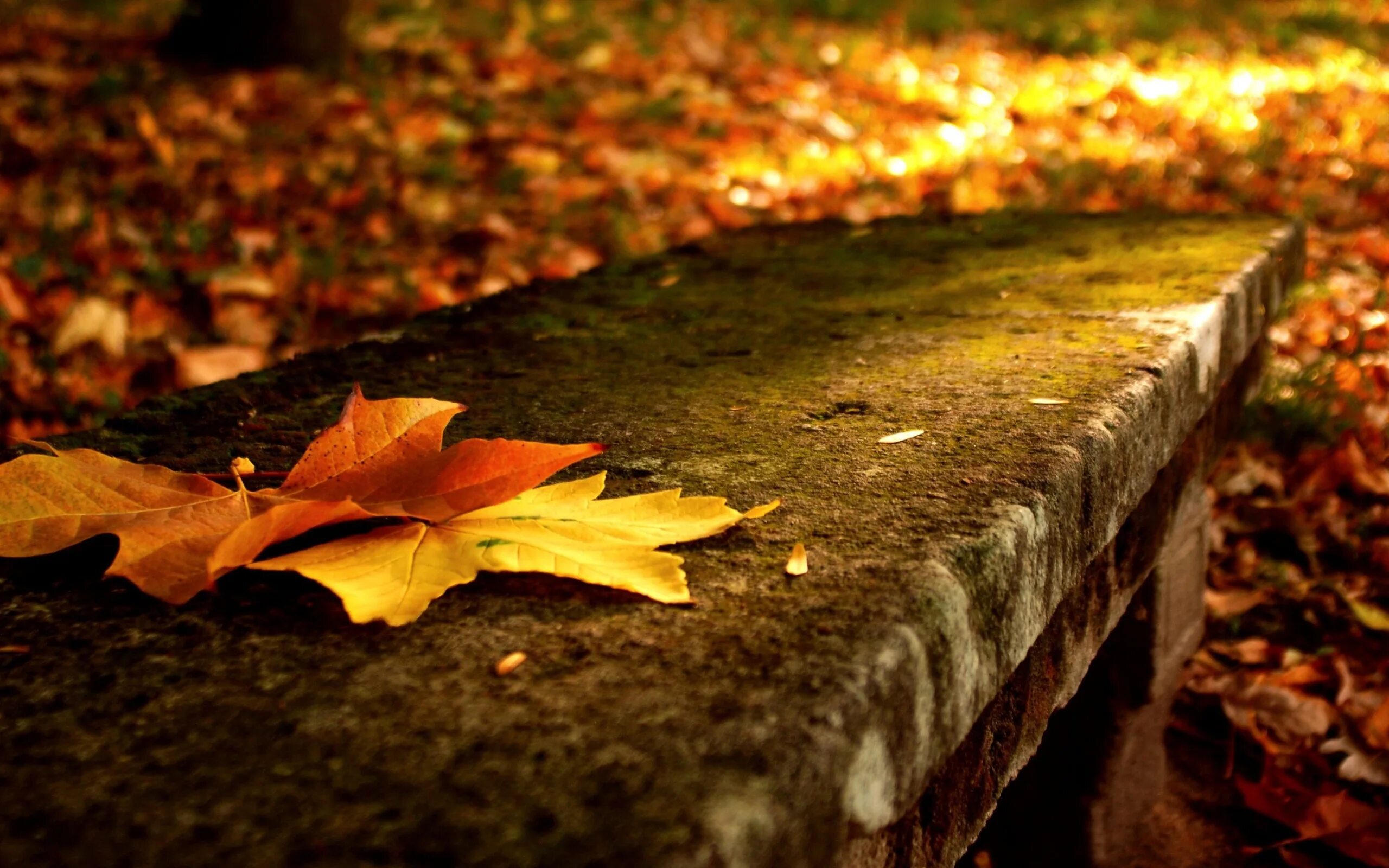 Autumn comes autumn leaves. Листья липы осенью. Примятая листва осенняя. Оранжевая осень природа. Autumn comes autumn leaves.