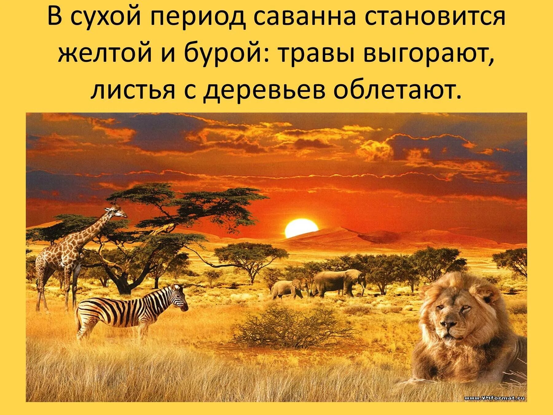 Приспособление животных в саванне. Презентация на тему Саванна. Саванны Африки презентация. Проект Саванна. Доклад про саванну.