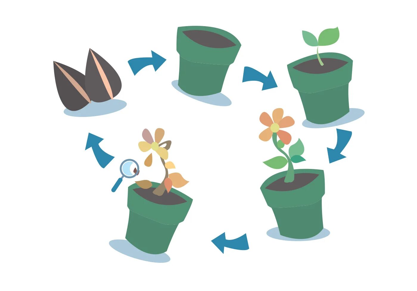 Этапы роста цветка. Алгоритм посадки растений. Рост цветка. Последовательность роста растений. Plant cycle