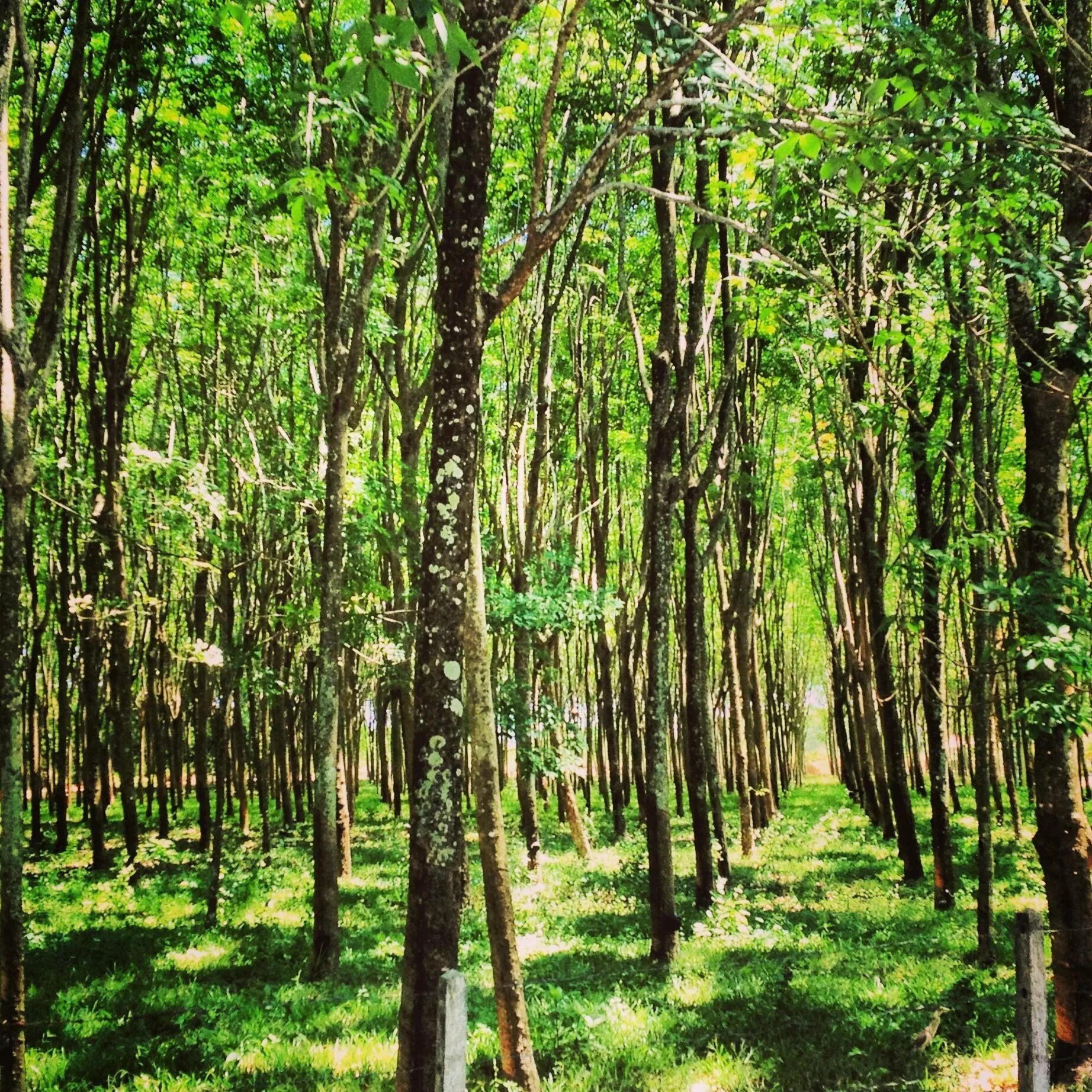 Дерево плантации. Каучуконос гевея. Каучуконосная гевея Южная Америка. Дерево каучуконос гевея. Гевея Малайзия.