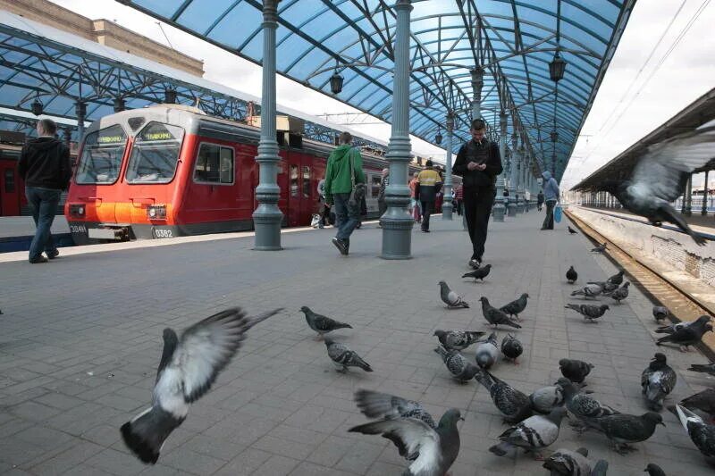 Голуби на вокзале. Птицы на вокзале. Поезд голубь. Голубь на Московском вокзале.