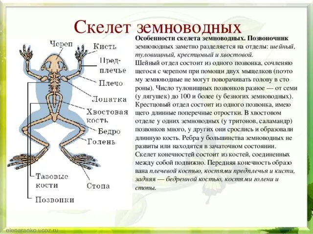 Он отличается большой и состоит из отделов. Шейный отдел и крестцовый у земноводных. Строение скелета земноводного. Земноводные строение скелета 7 класс биология. Особенности строения скелета амфибий.