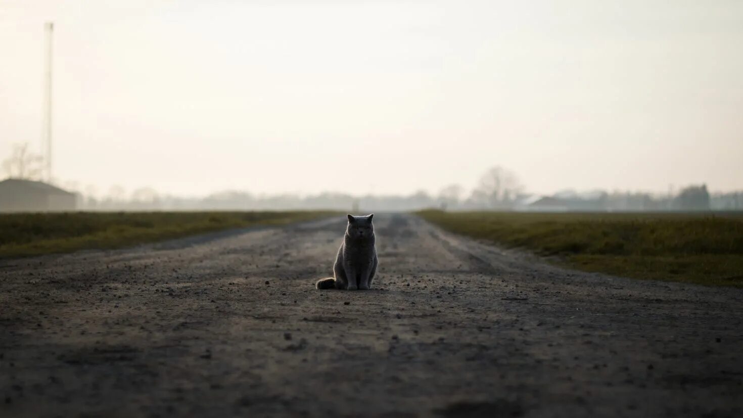 Кот ушел из дома весной. Котенок на дороге. Кот сидит на дороге. Уходящая кошка. Кот в далеке.