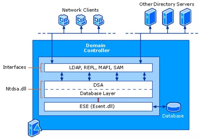 Net directory. Логическая структура Active Directory. Логическая и физическая структура Active Directory. Структура NTDS. База данных ad.