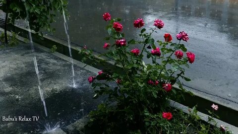 Raining rose
