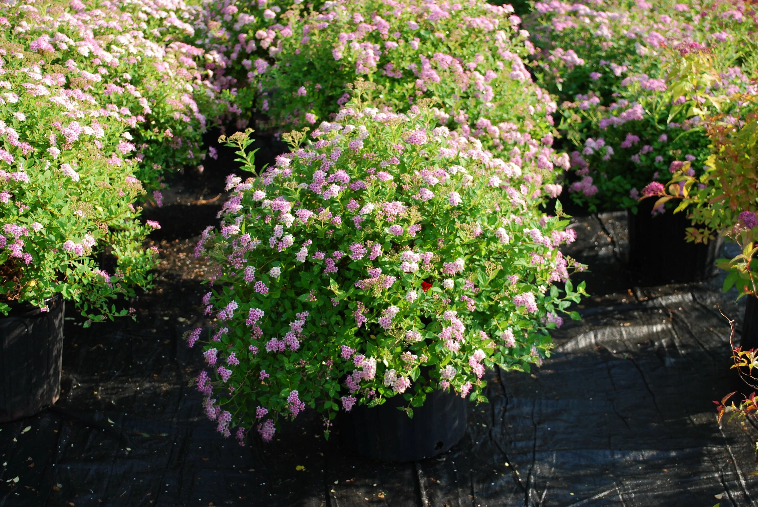 Спирея японская little Princess. Спирея японская (Spiraea japonica `little Princess`). Cgbhttz kbnnk ghbywtcc. Спирея японская «little Princess» Лесково. Литл принцесс купить