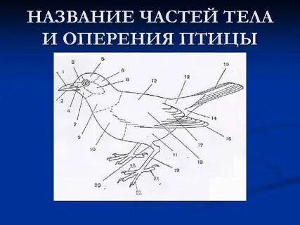 Кожная железа птиц