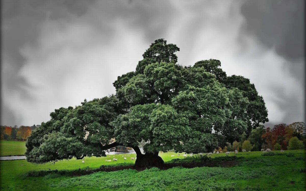 Большой дуб. Раскидистая крона дуб. Дерево Утун. Карликовый дуб. Раскидистое дерево дуб.