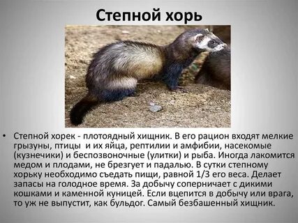 Хорек краткое описание