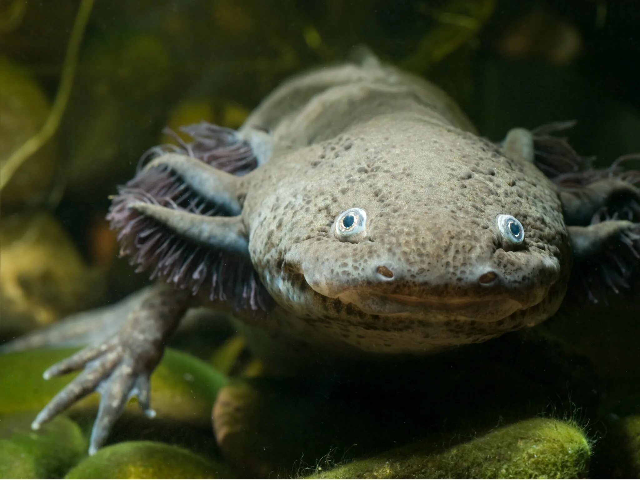 Саламандра аксолотль. Тритон аквариумный аксолотль. Мексиканская саламандра аксолотль. Амфибия амбистома аксолотль. Амбистома и аксолотль.