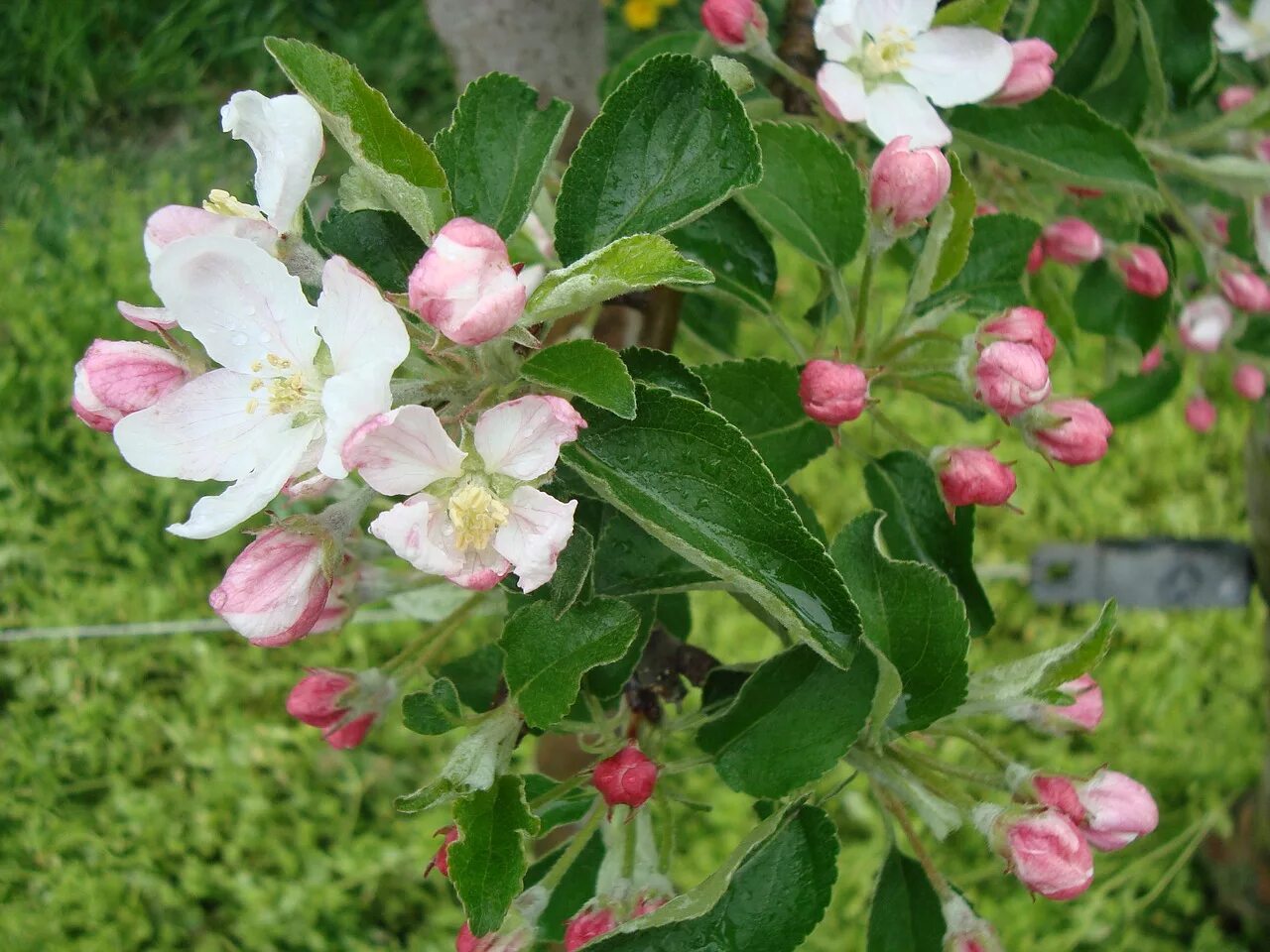 Love blooming pear. Соцветие груши. Груша цветок соцветие. Цветение груши. Цветущее дерево груши.