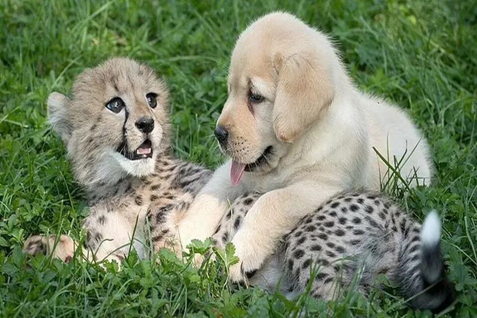 Детеныши животных. Animal fun facts. interesting facts about animals. разные животные дружат. дружба животных разных видов.