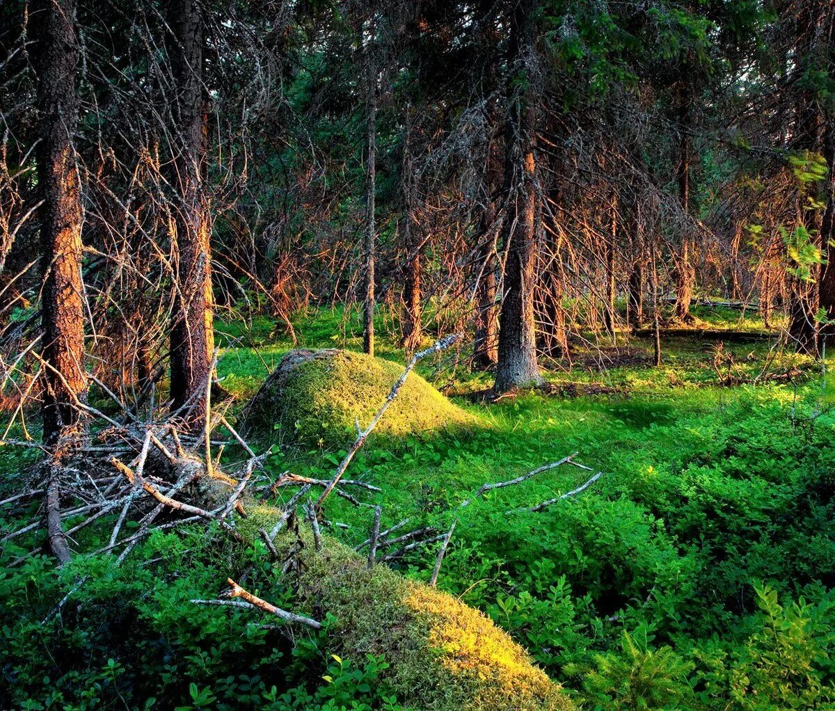 появляются которые в лесу. фитоценоз лес. появляются которые в лесу. беловежская пуща деревья. появляются которые в лесу.