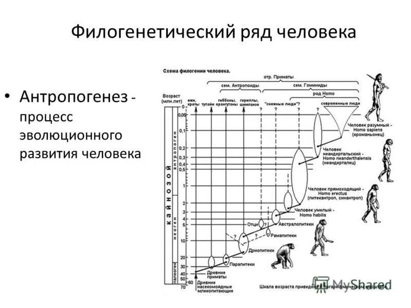 Перечислите и опишите факторы антропогенеза
