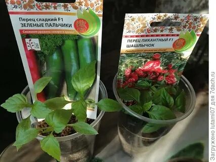 Томат танцующие зеленые пальчики отзывы