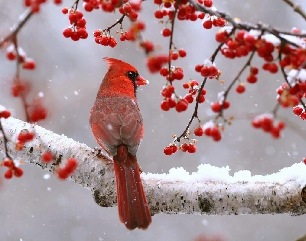 Красный Кардинал. Свиристель и красный Кардинал. Красный Кардинал птицы Северной Америки. Птицы на рябине.