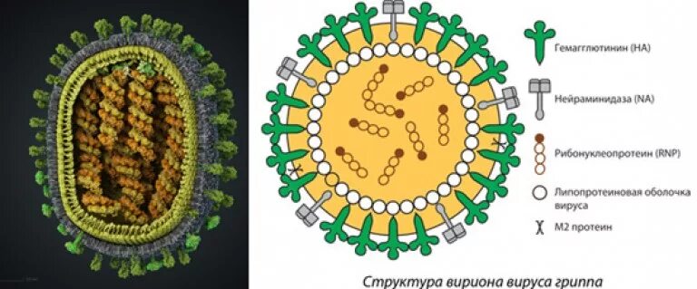 Вирус гриппа одноклеточный. Структура вириона вируса гриппа. Схема вириона вируса гриппа. Схема строения вириона вируса гриппа. Структура вириона гриппа.