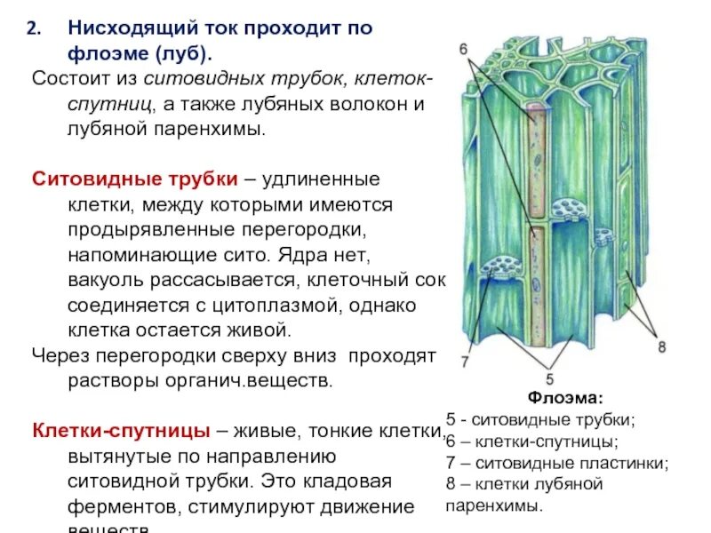 Расположение в древесине наличие клеток спутниц Анатомо-морфологические и функциональные особенности проводящих тканей ТКАНИ Р